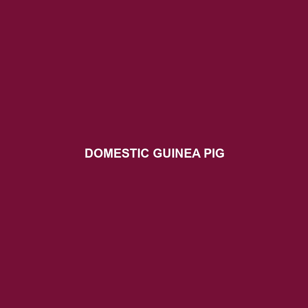 Domestic Guinea Pig