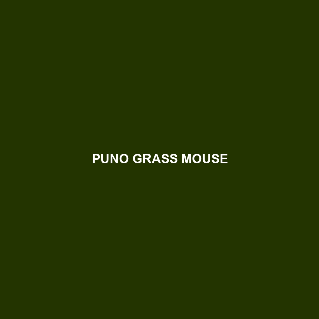 Puno Grass Mouse