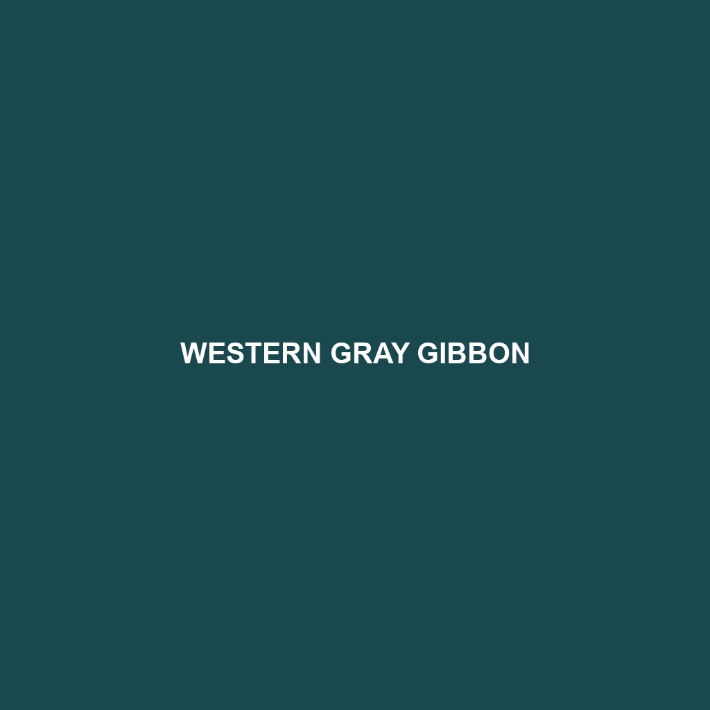 Western Gray Gibbon