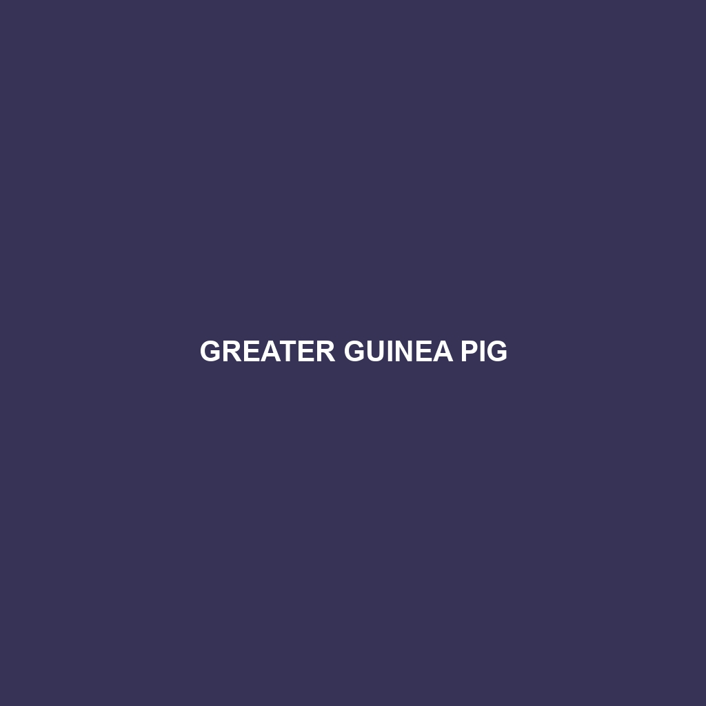 Greater Guinea Pig