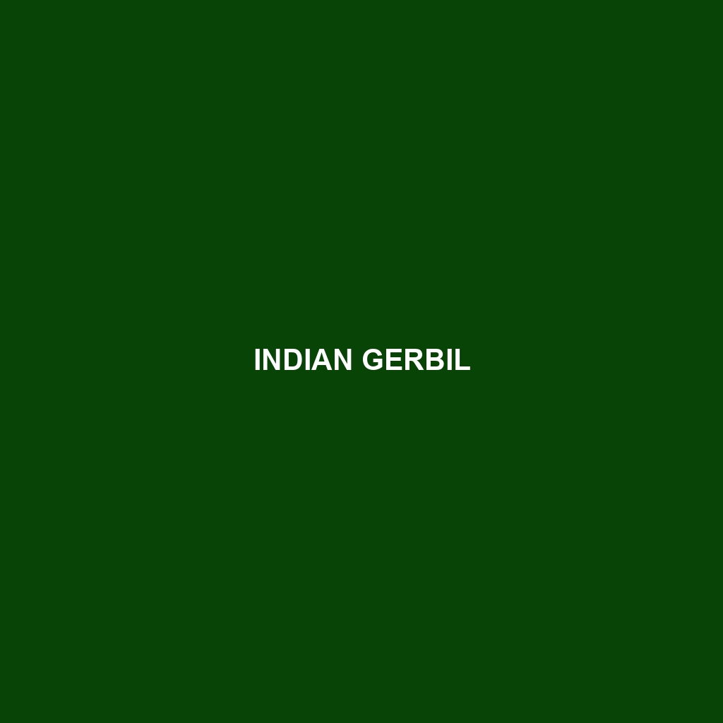 Indian Gerbil