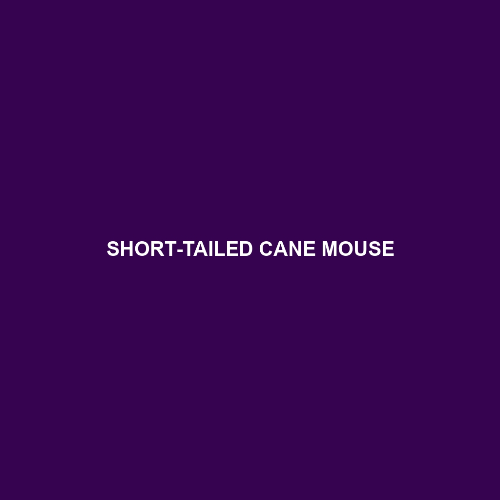 Short-tailed Cane Mouse