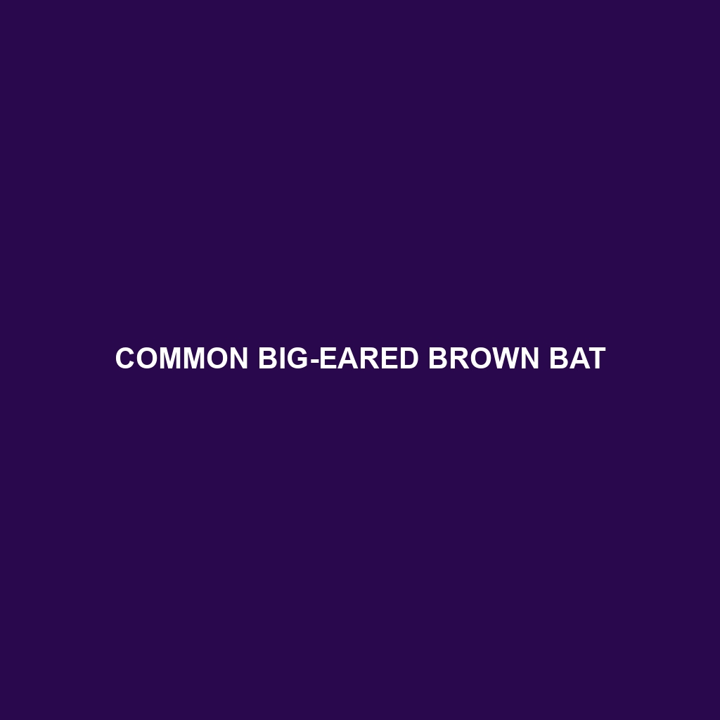 Common Big-eared Brown Bat