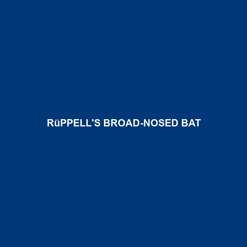 Rüppell's Broad-nosed Bat