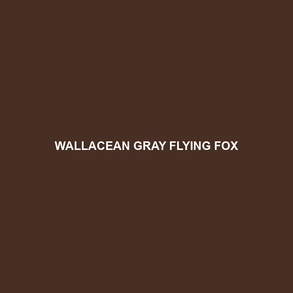 Wallacean Gray Flying Fox