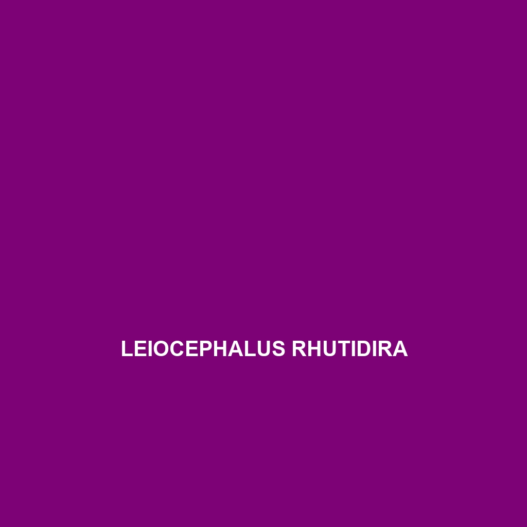 Leiocephalus rhutidira