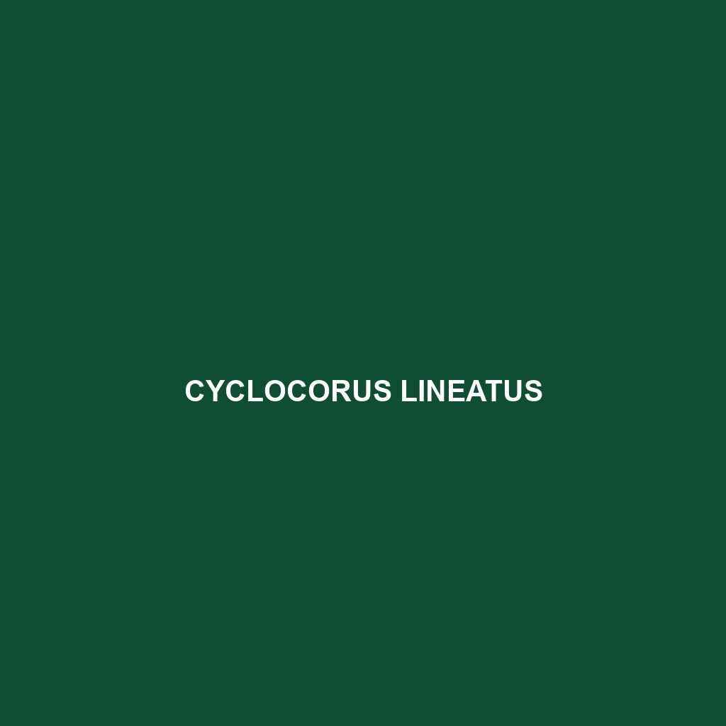 Cyclocorus lineatus