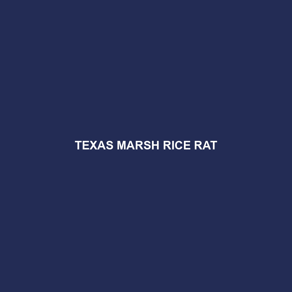 Texas Marsh Rice Rat