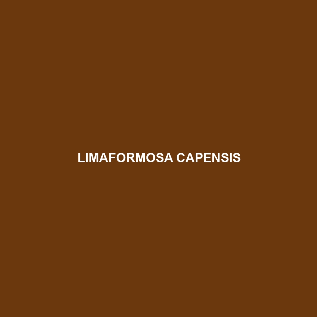 Limaformosa capensis