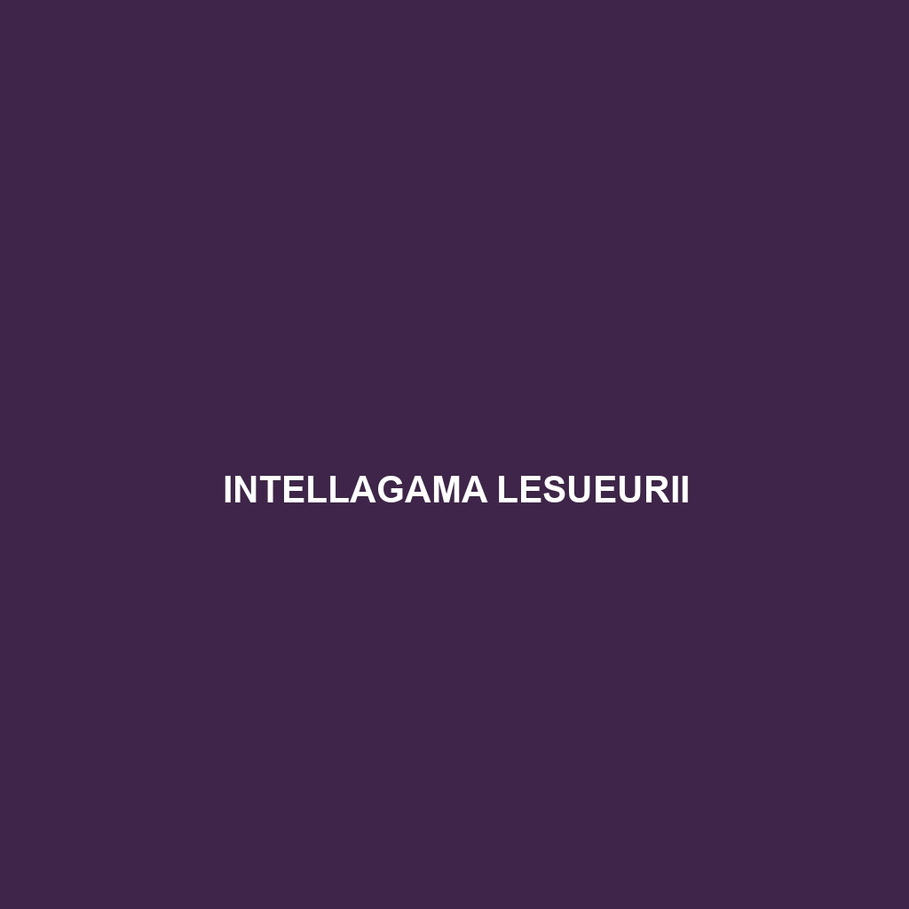 Intellagama lesueurii