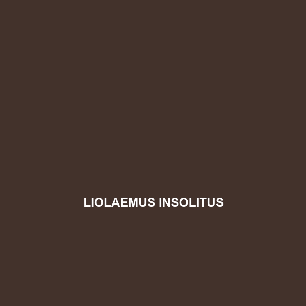 Liolaemus insolitus