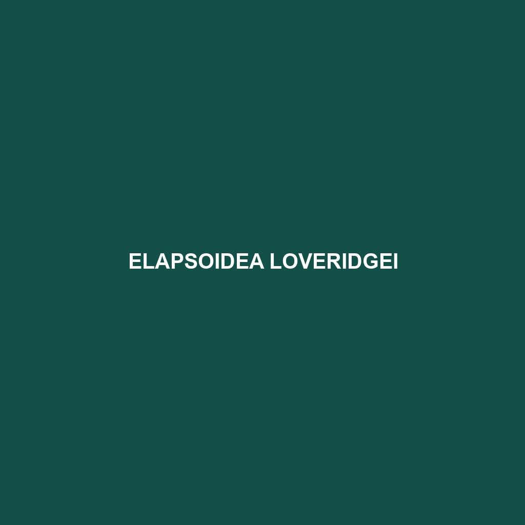 Elapsoidea loveridgei