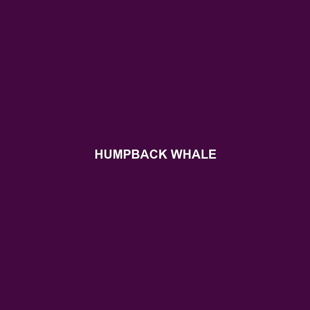 Humpback Whale