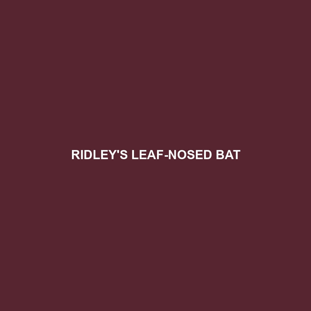 Ridley's Leaf-nosed Bat