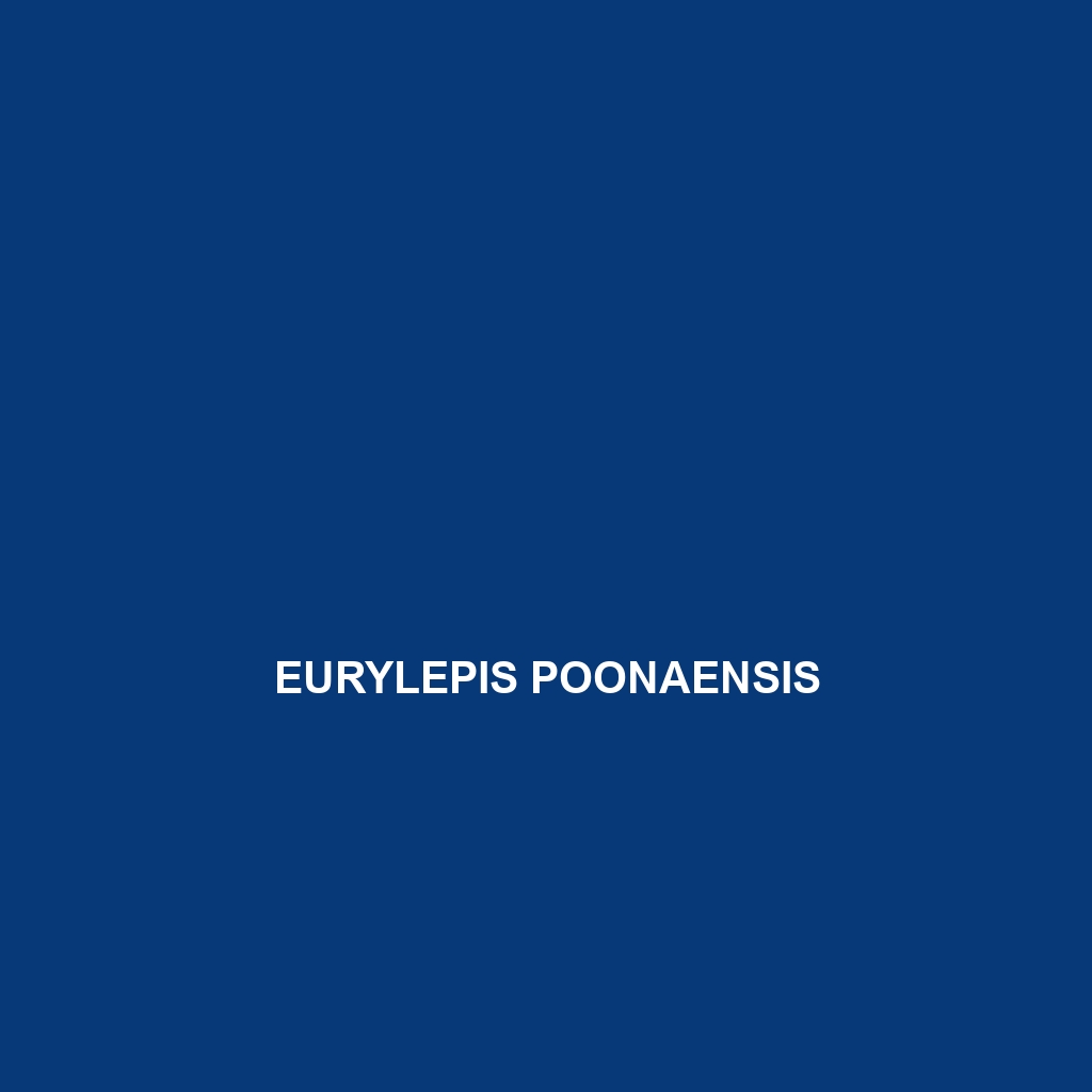 Eurylepis poonaensis