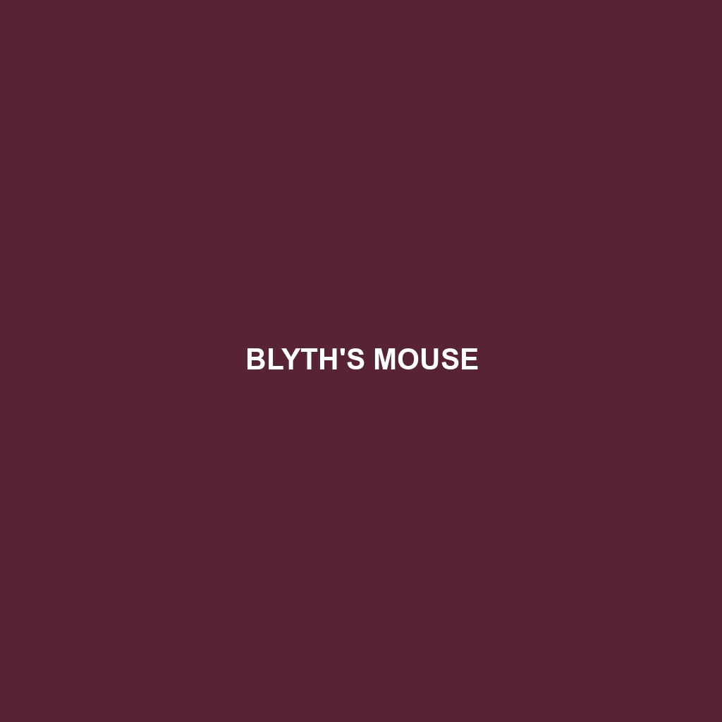 Blyth's Mouse