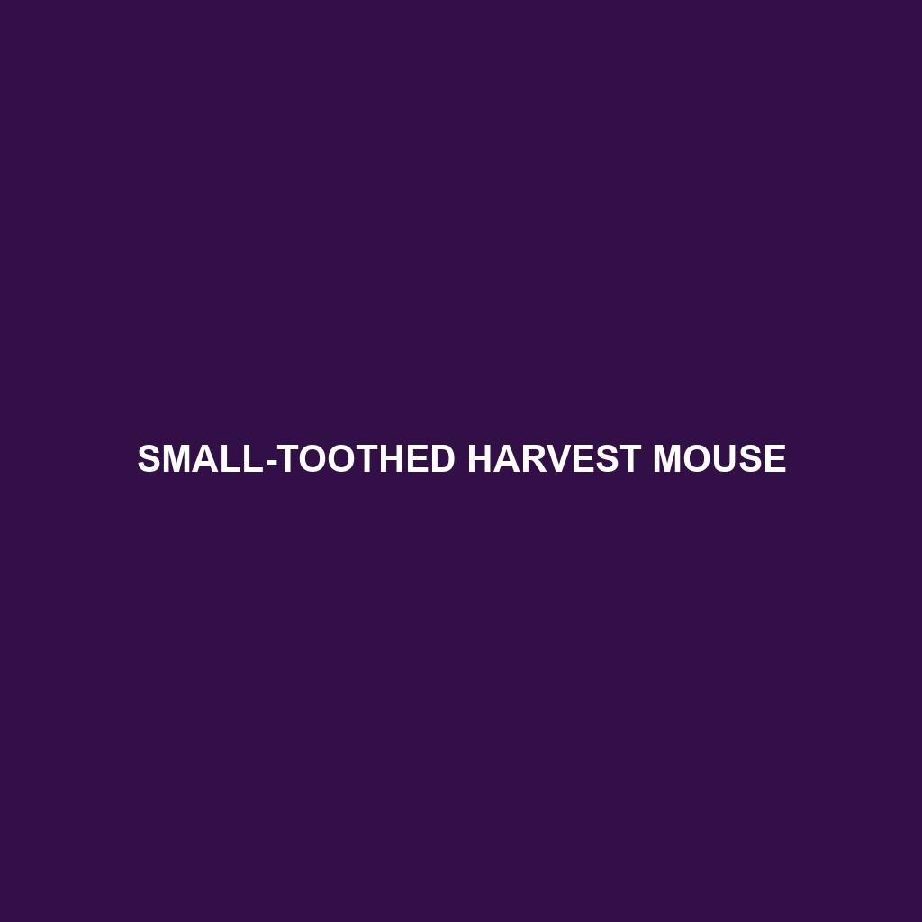 Small-toothed Harvest Mouse