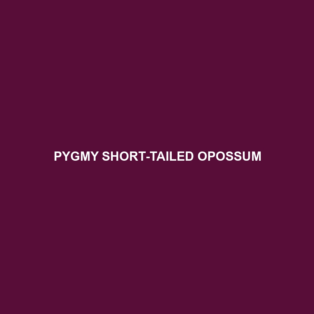 Pygmy Short-tailed Opossum