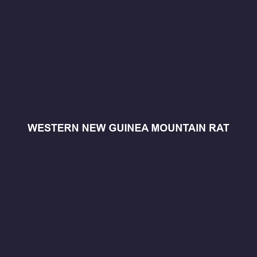 Western New Guinea Mountain Rat