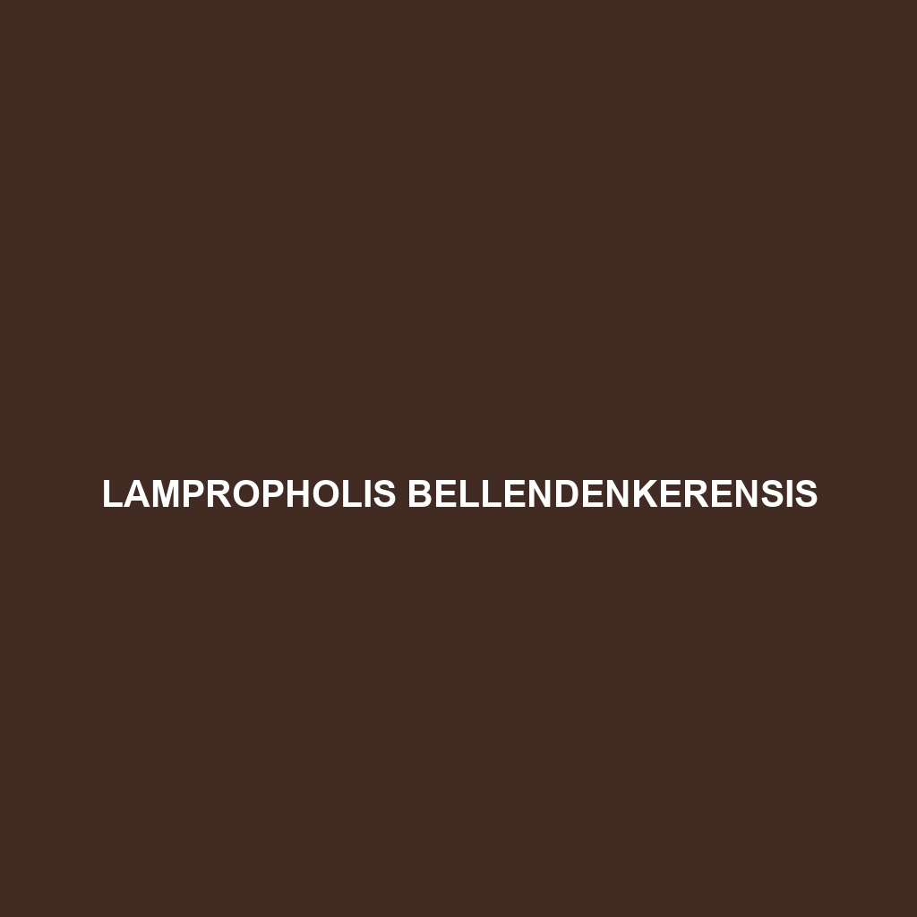 Lampropholis bellendenkerensis