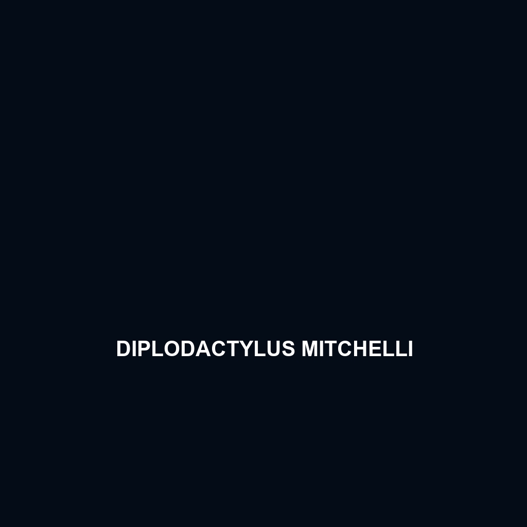 Diplodactylus mitchelli