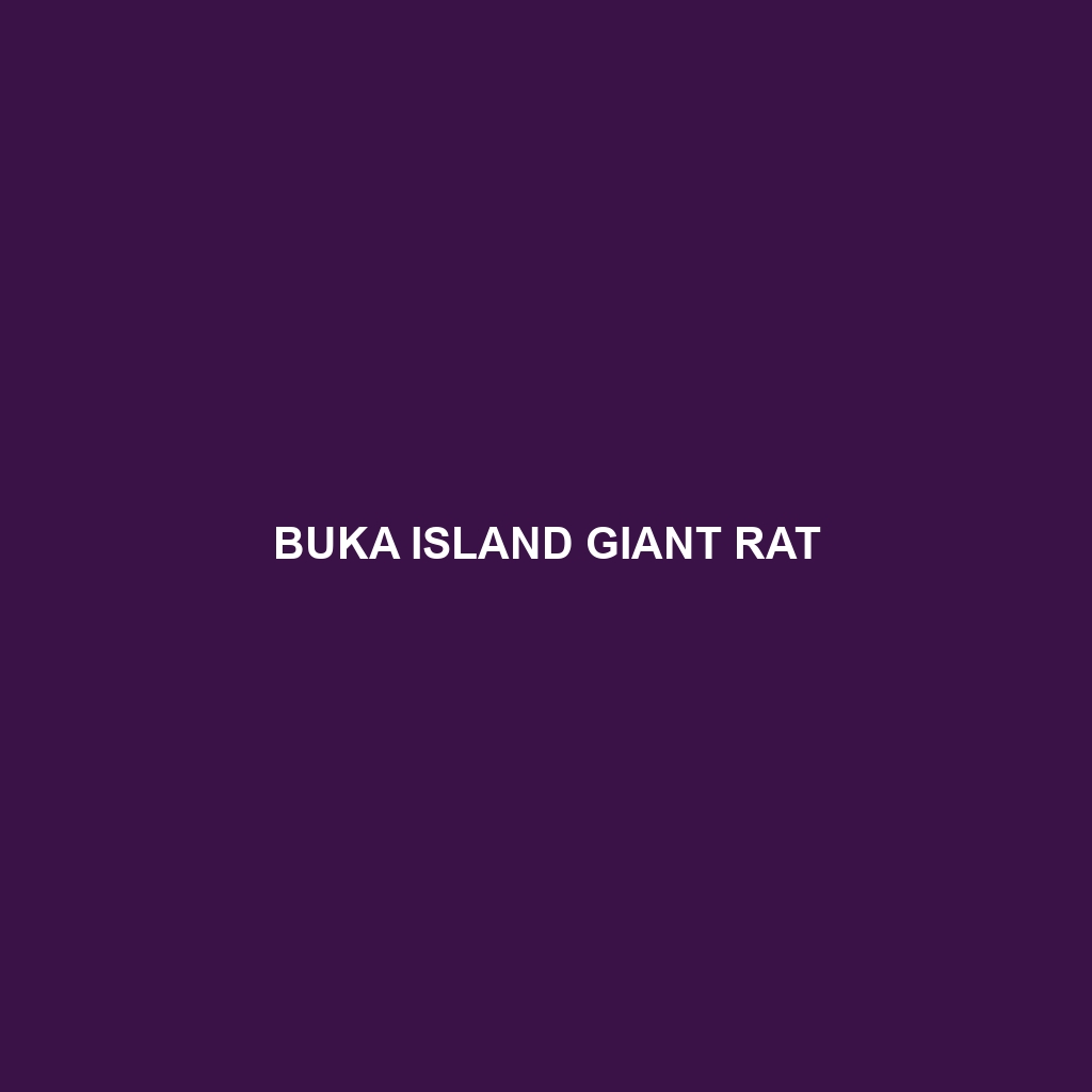 Buka Island Giant Rat