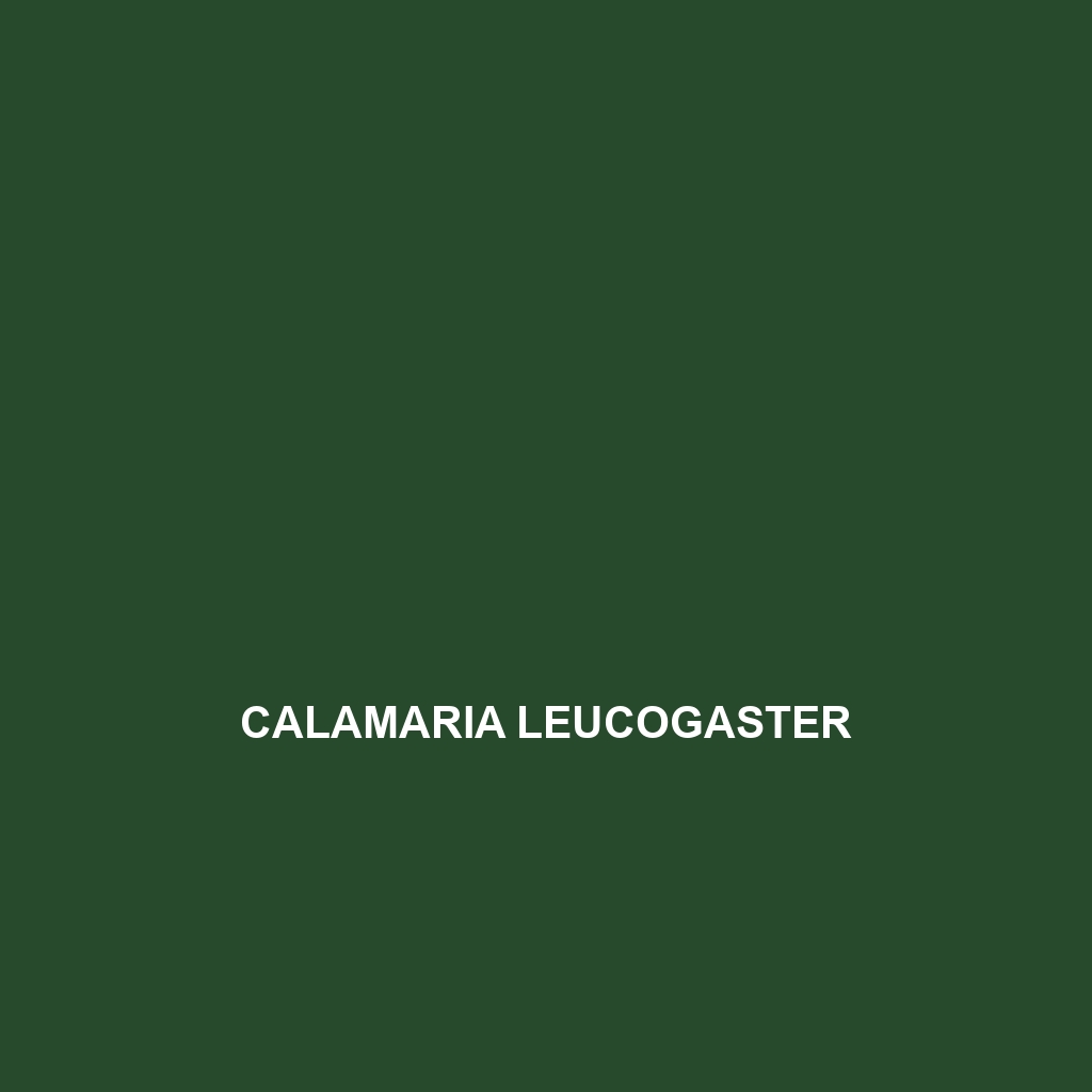 Calamaria leucogaster