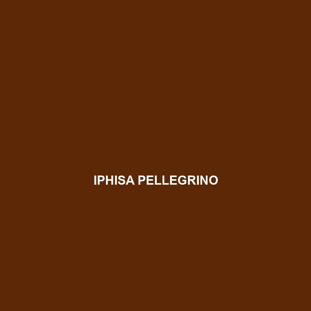 Iphisa pellegrino