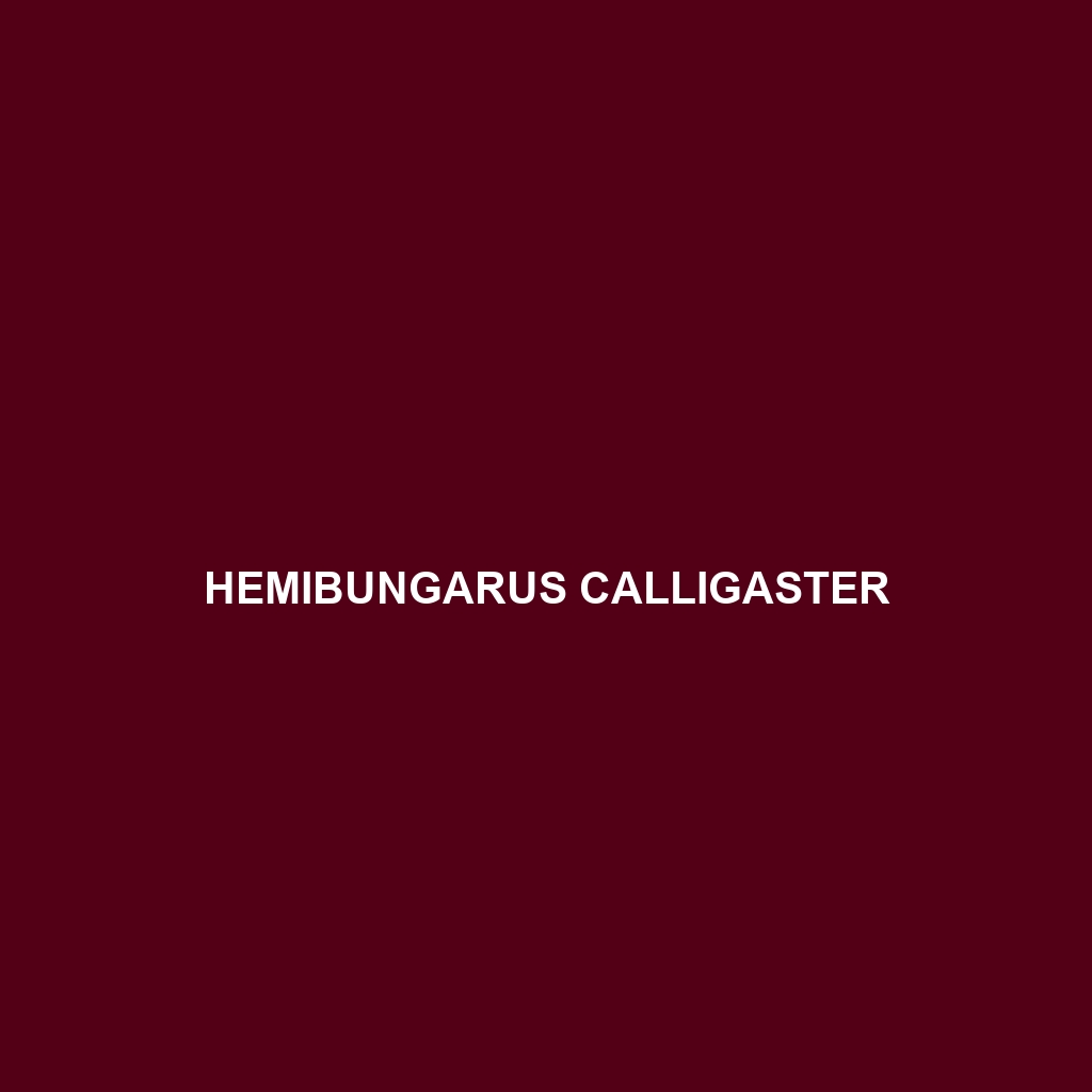 Hemibungarus calligaster