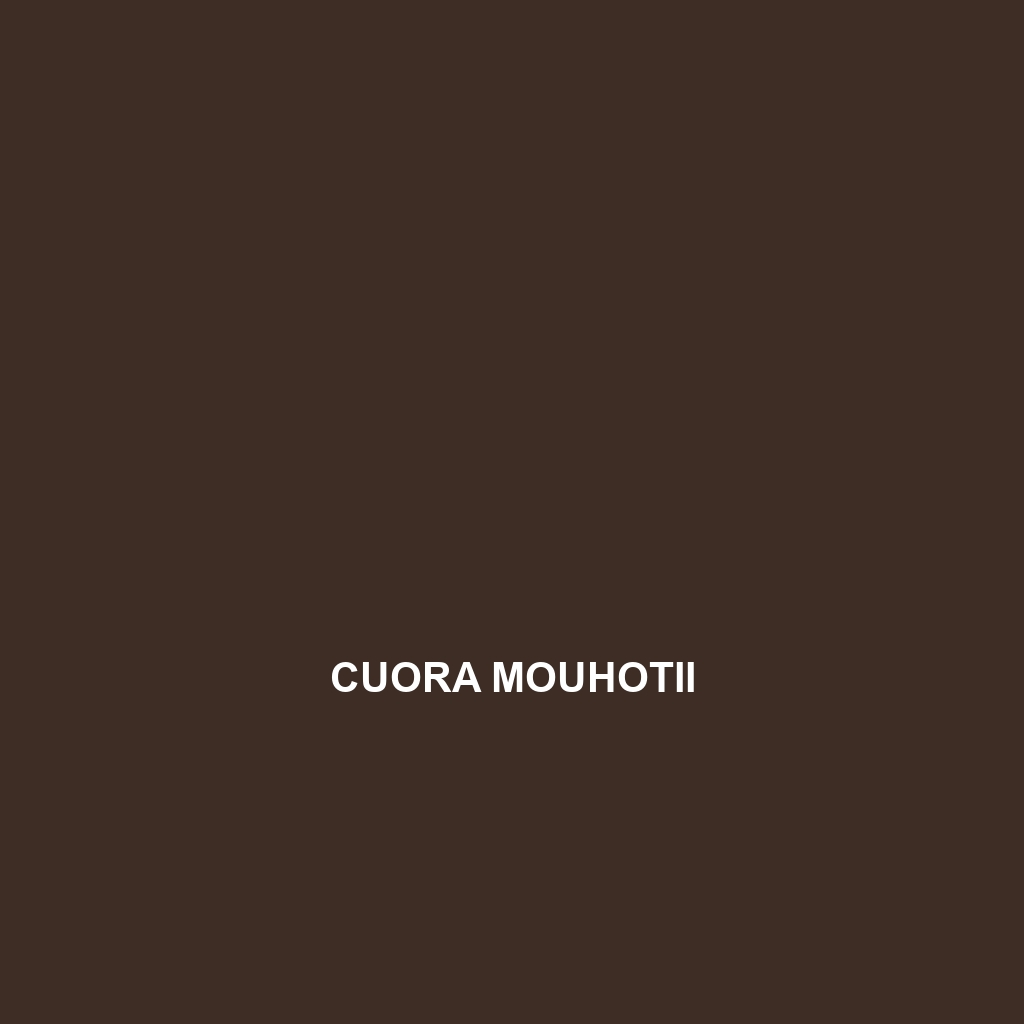 Cuora mouhotii