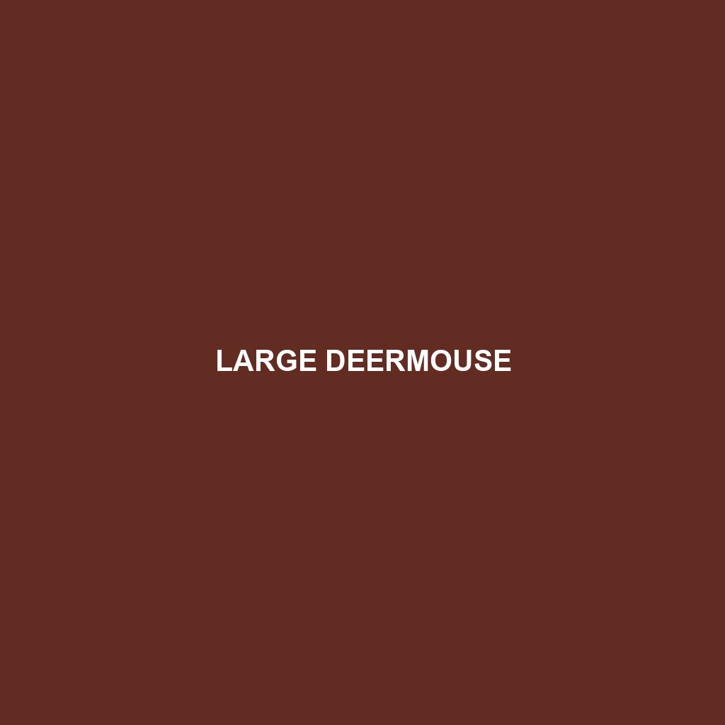 Large Deermouse