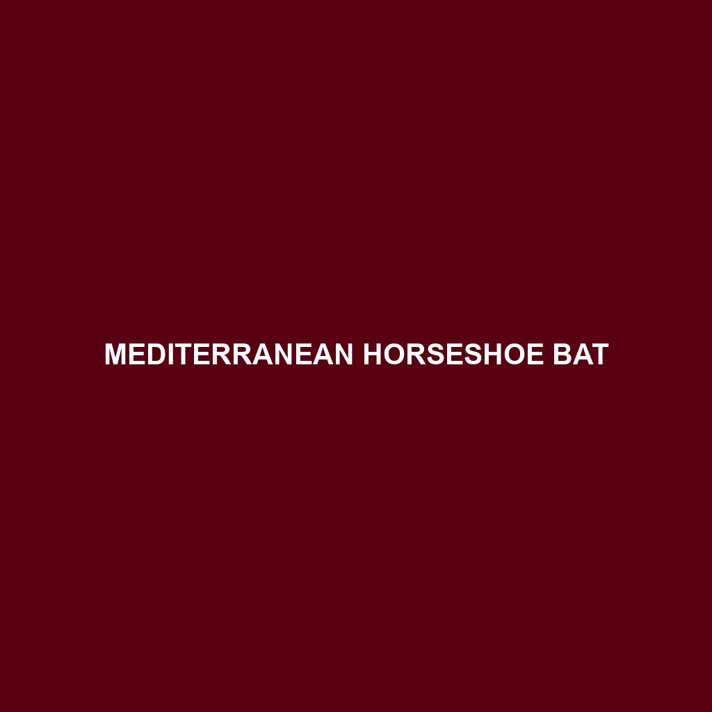 Mediterranean Horseshoe Bat