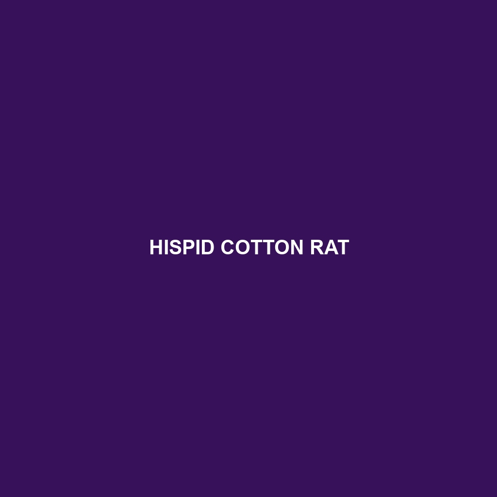 Hispid Cotton Rat