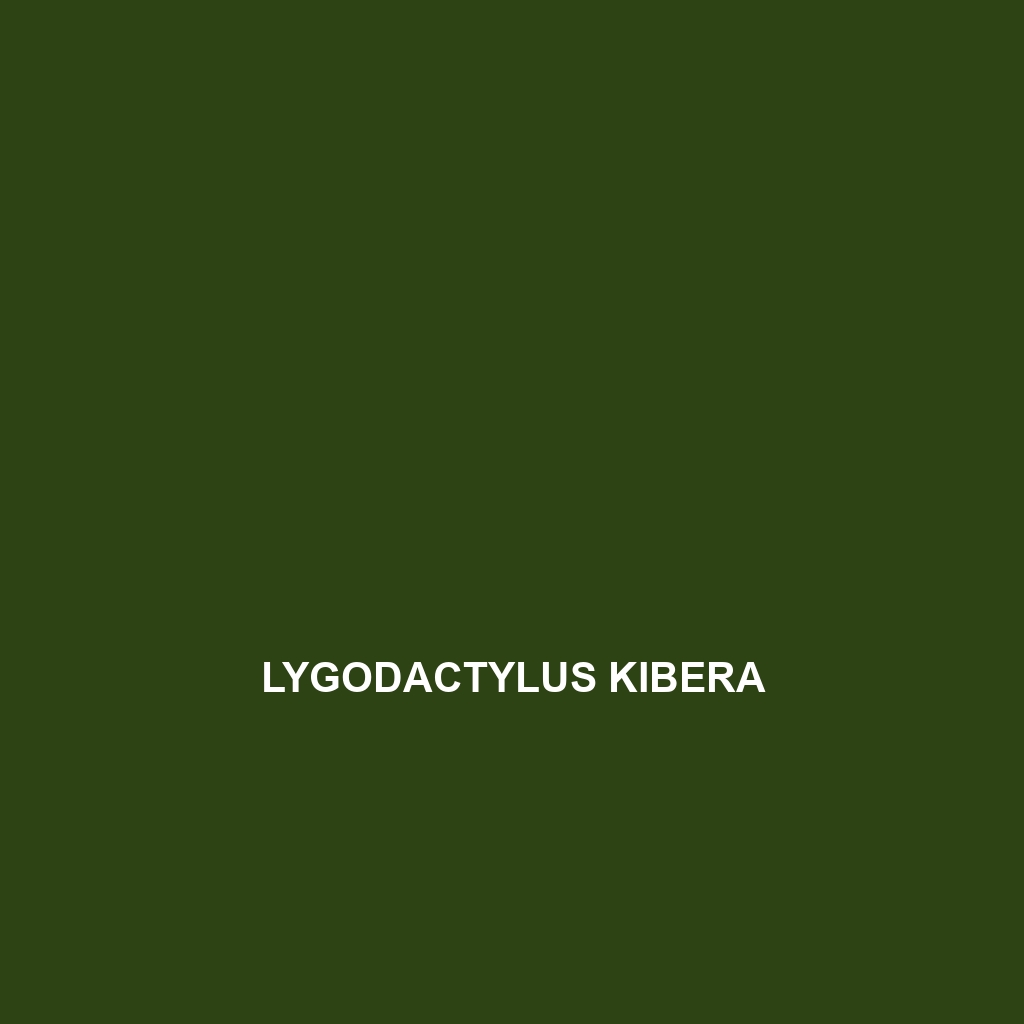 Lygodactylus kibera