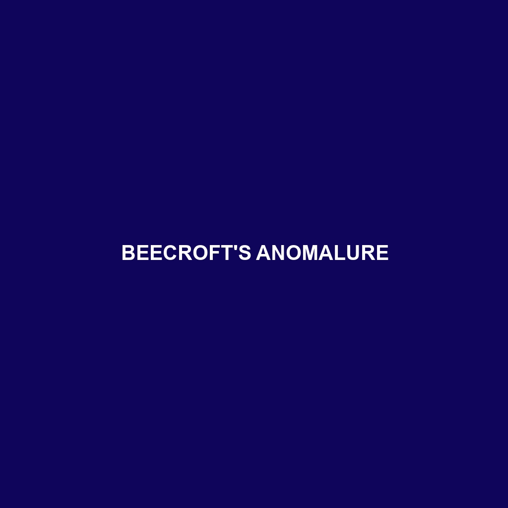 Beecroft's Anomalure