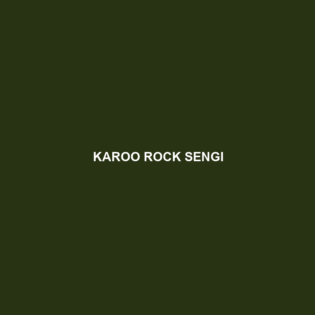 Karoo Rock Sengi