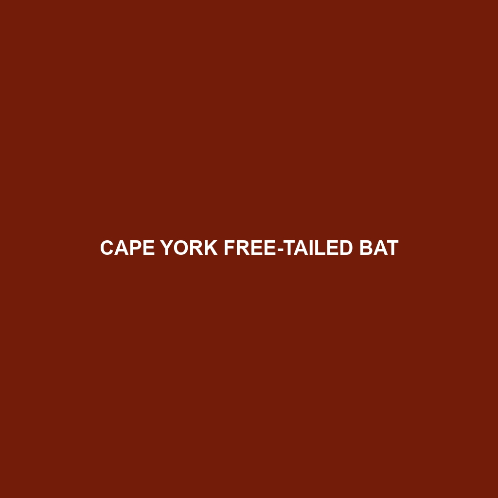 Cape York Free-tailed Bat