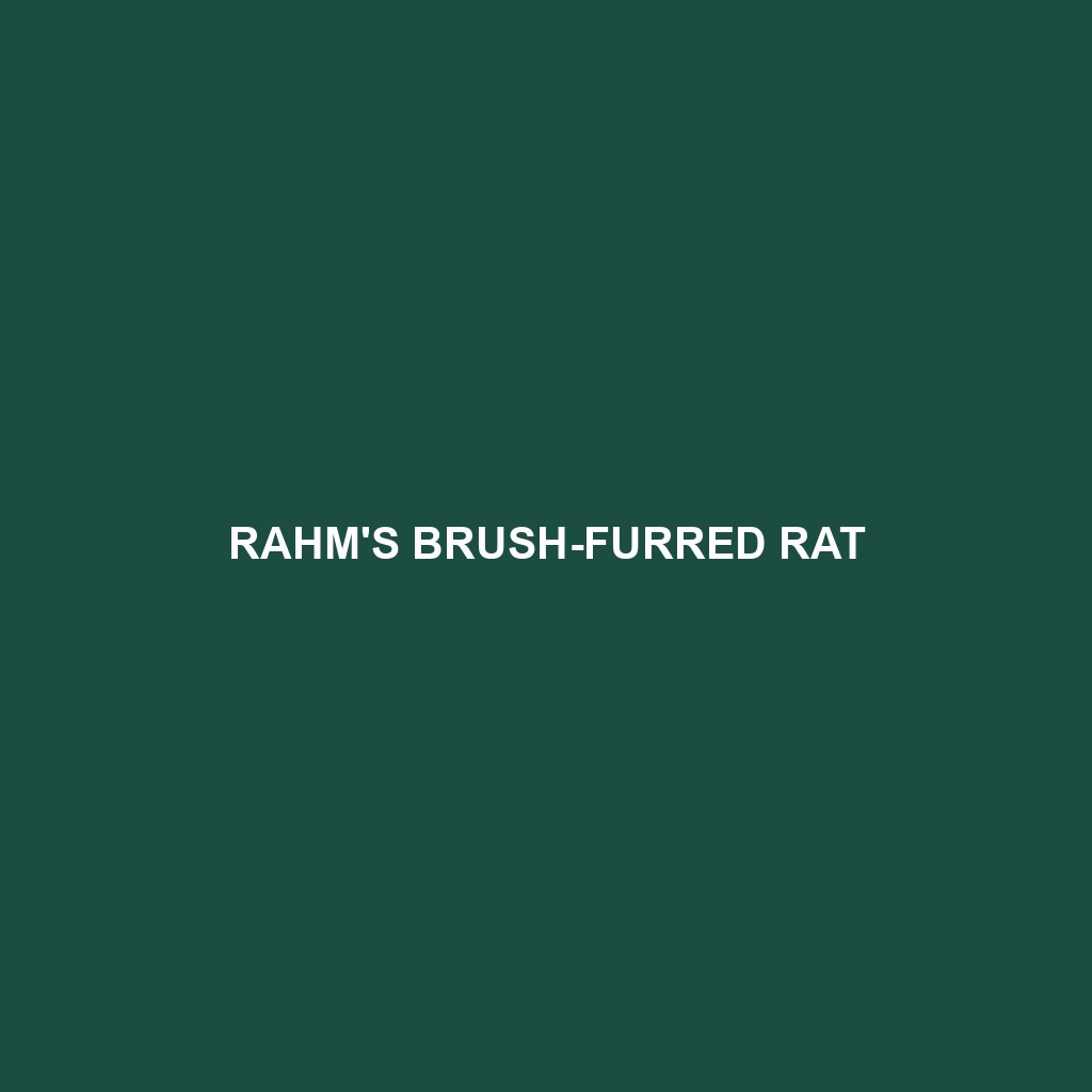 Rahm's Brush-furred Rat