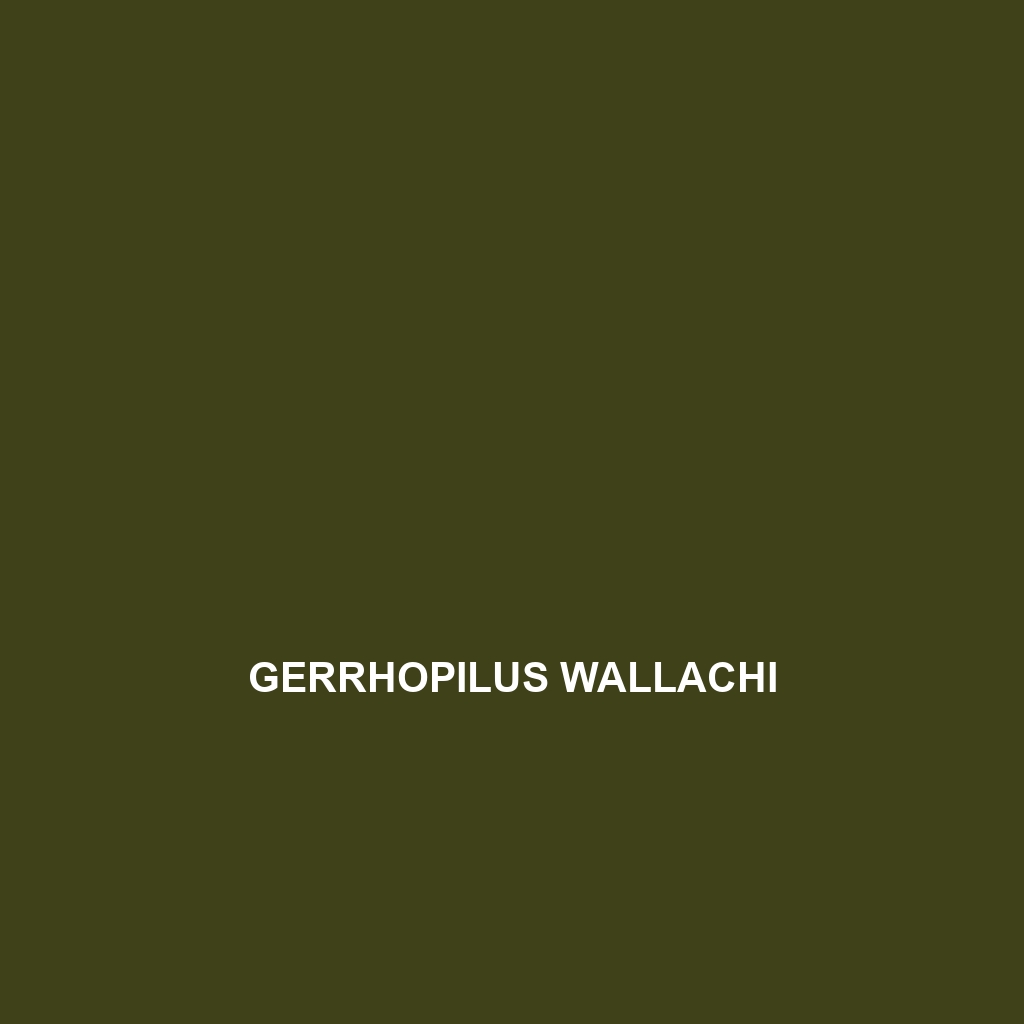 Gerrhopilus wallachi