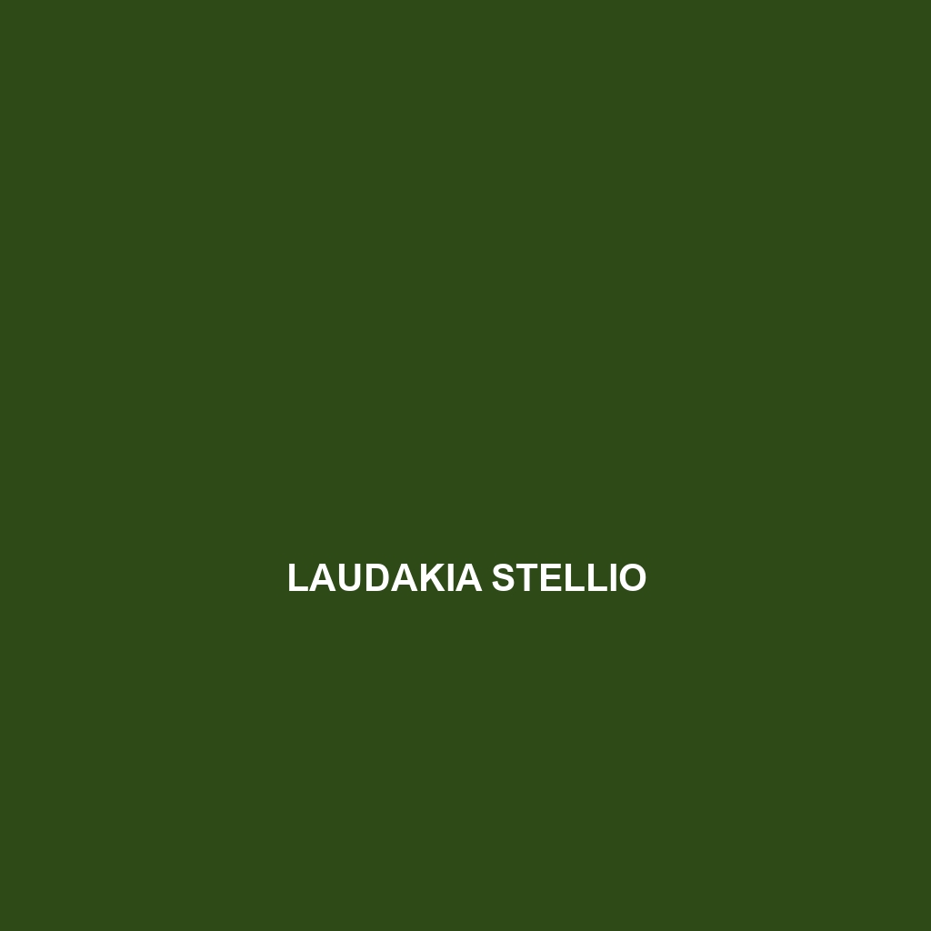 Laudakia stellio