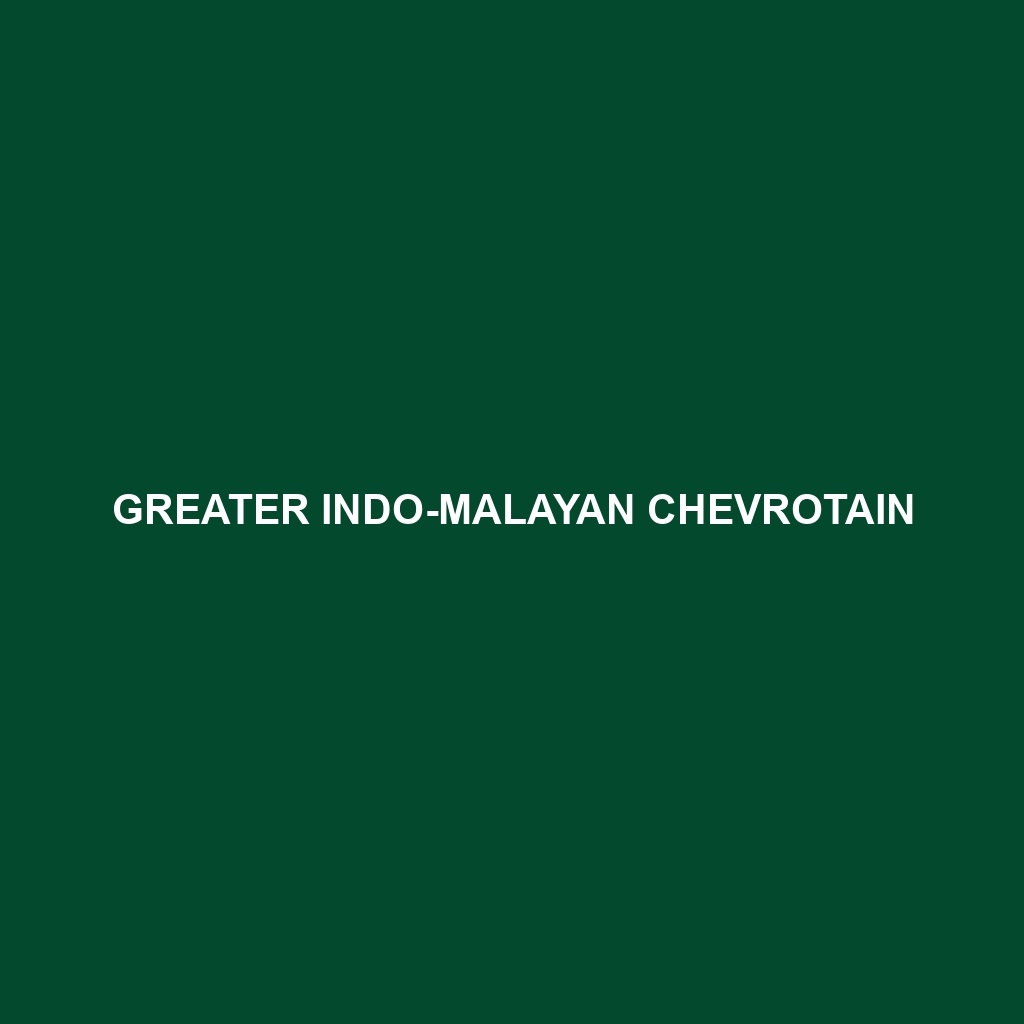 Greater Indo-Malayan Chevrotain