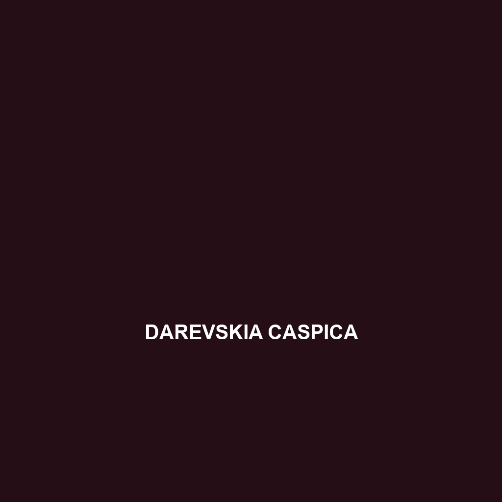 Darevskia caspica