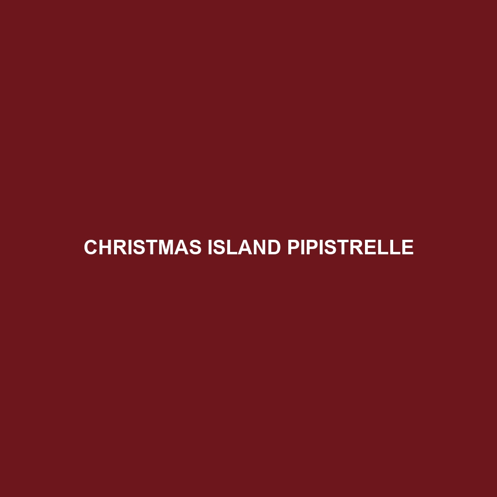 Christmas Island Pipistrelle