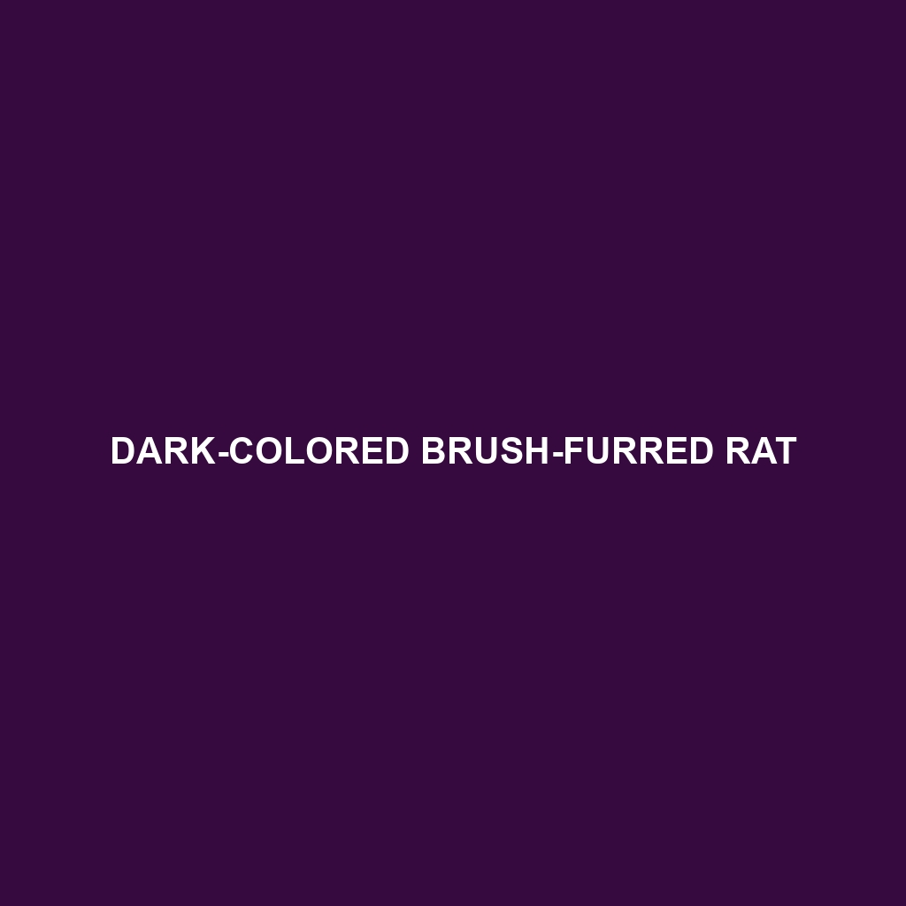 Dark-colored Brush-furred Rat