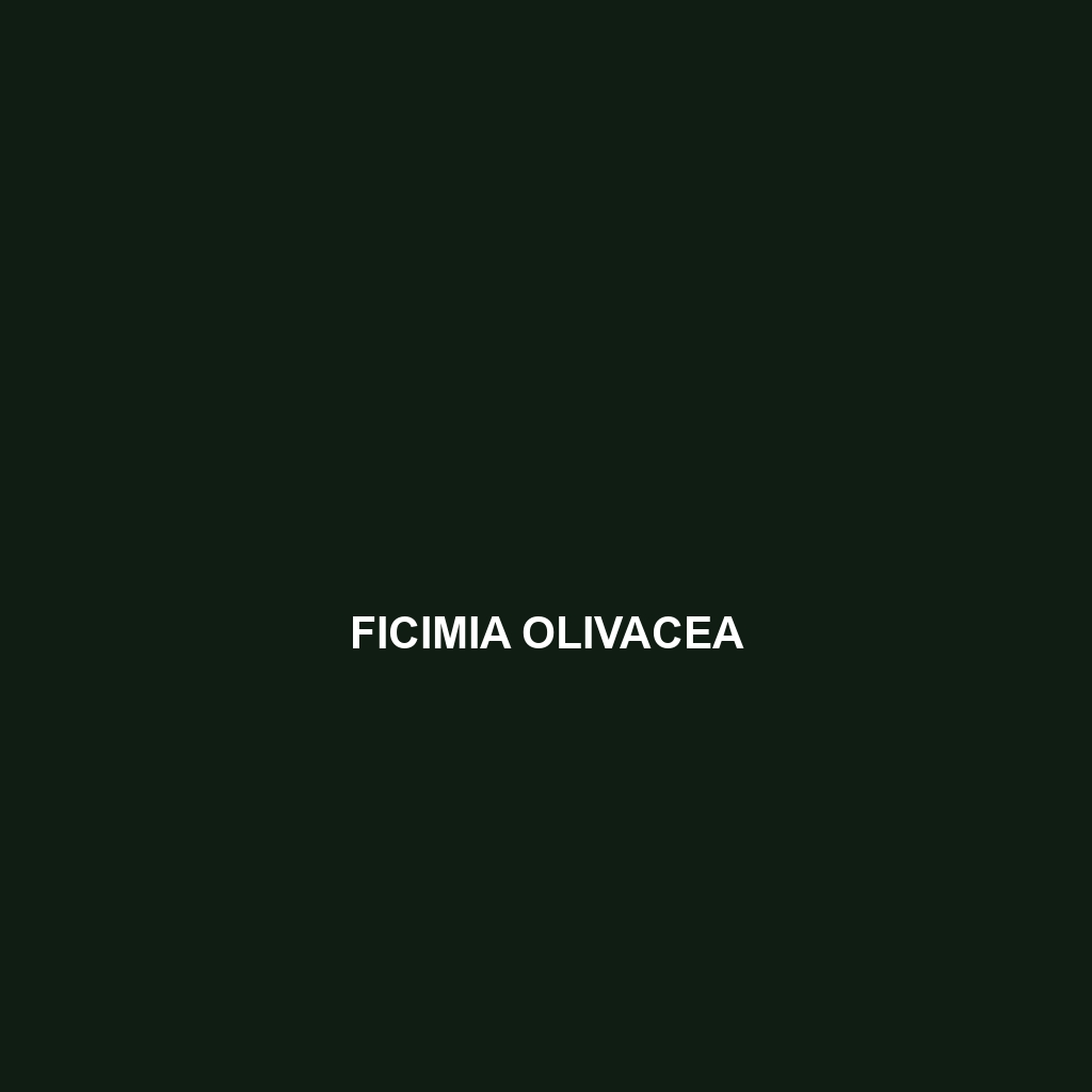 Ficimia olivacea