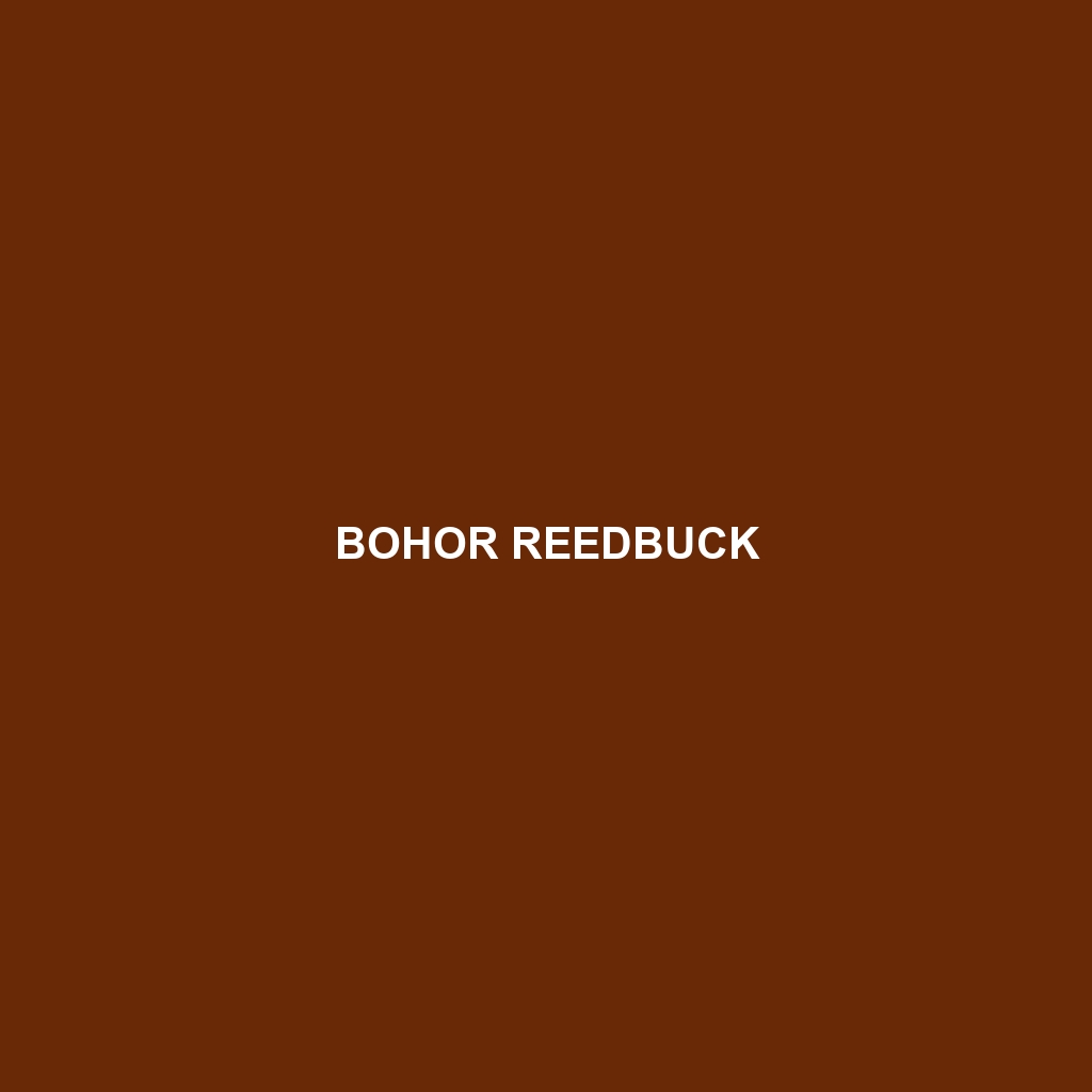 Bohor Reedbuck