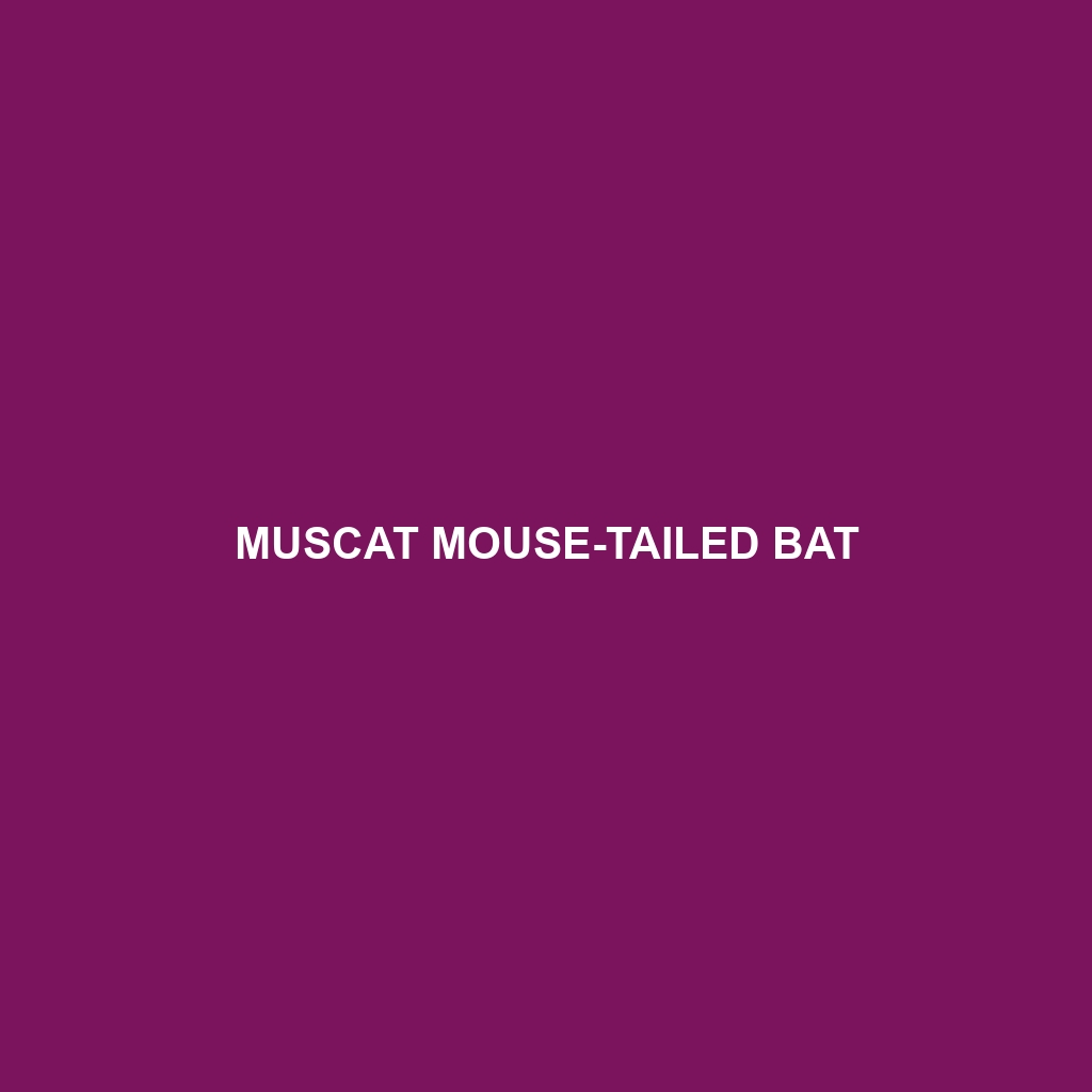 Muscat Mouse-tailed Bat