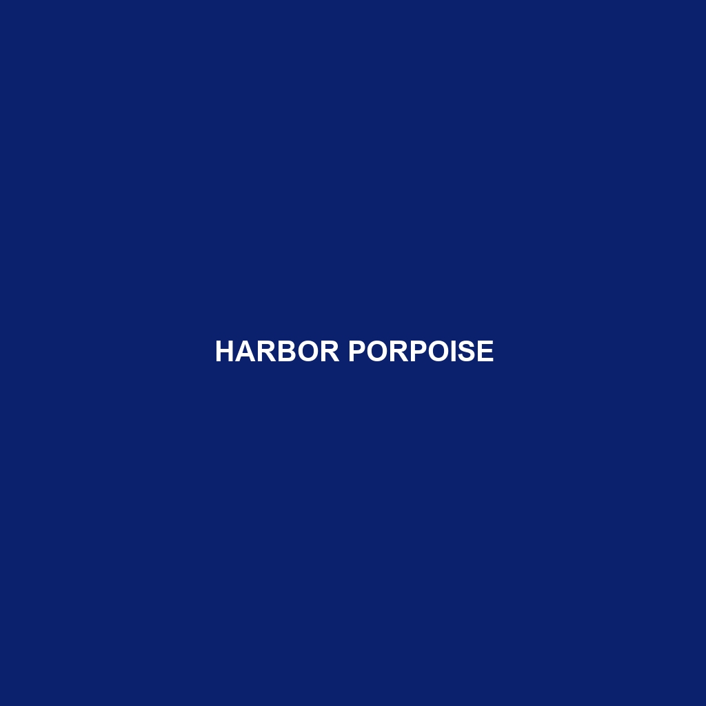 Harbor Porpoise