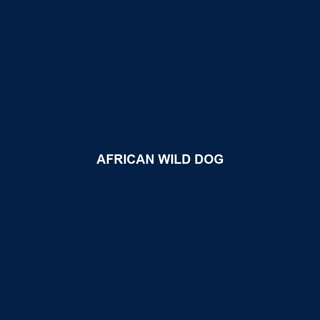 African Wild Dog