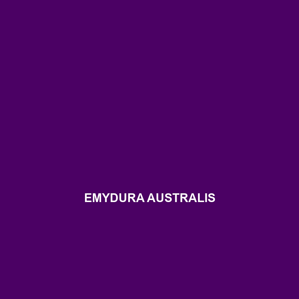 Emydura australis